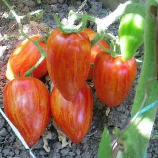 Томат Пестрый Римский