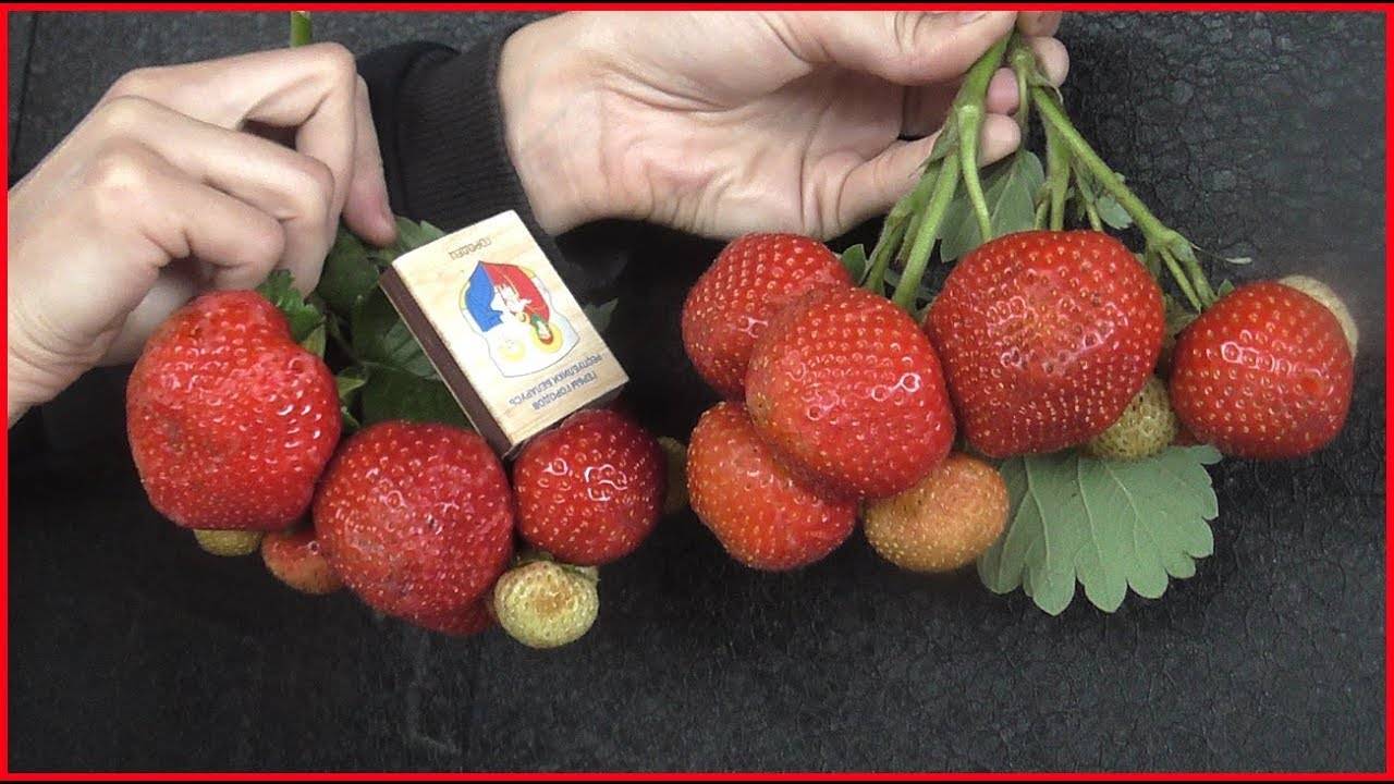 Миниатюра 3