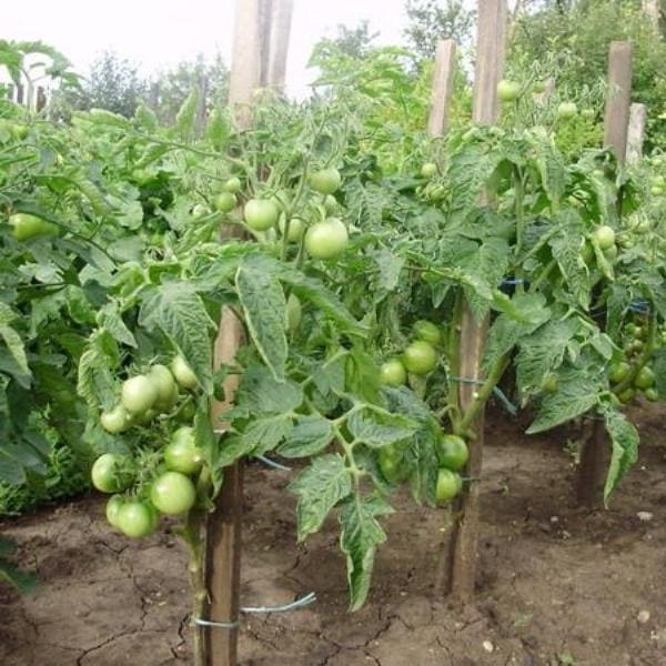 Томаты гномы