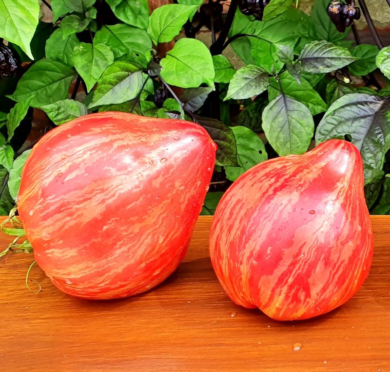 Томат Ракета